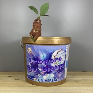 Парфумований порошок у відрі Leonora Universal - 10 кг. 140 прань.
